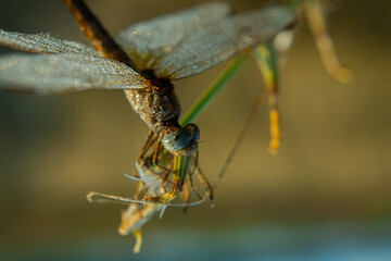 Odonata.Dragonfly