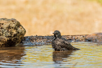 estorninos negros y pintos bañándose y salpicando agua  (Sturnus vulgaris)  ​ (Sturnus unicolor) Adamuz Córdoba Andalucía España	