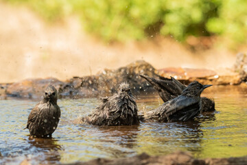 estorninos negros y pintos bañándose y salpicando agua  (Sturnus vulgaris)  ​ (Sturnus unicolor) Adamuz Córdoba Andalucía España	