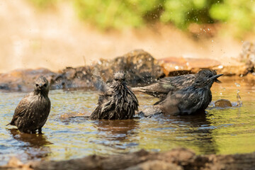 estorninos negros y pintos bañándose y salpicando agua  (Sturnus vulgaris)  ​ (Sturnus unicolor)