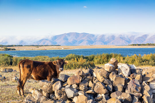 Brown cow against beautiful landscape with lake Sevan and mountains in Armenia