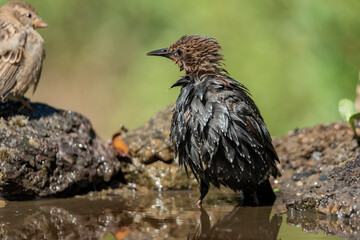 estornino pinto recién bañado (Sturnus vulgaris)