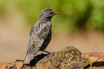  estornino negro​ (Sturnus unicolor)