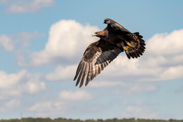 Águilas real en vuelo sobre un cielo azul con nubes (Aquila chrysaetos) Adamuz Córdoba Andalucía España	