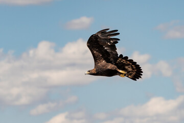 Águilas real en vuelo sobre un cielo con nubes (Aquila chrysaetos) Adamuz Córdoba Andalucía España	