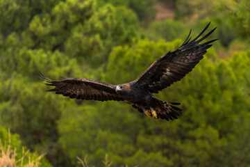 águila real en vuelo hacia el posadero (Aquila chrysaetos) Adamuz Córdoba Andalucía España	