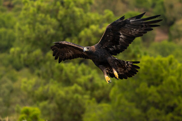 águila real en vuelo sobre un bosque de pinos  (Aquila chrysaetos) Adamuz Córdoba Andalucía España	