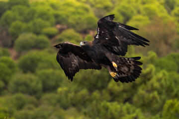 águila real  (Aquila chrysaetos)