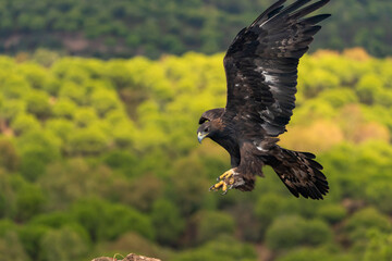 águila real en vuelo sobre el bosque de pinos (Aquila chrysaetos) Adamuz Córdoba Andalucía España	