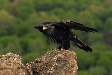 águila real cerrando las después de llegar al posadero (Aquila chrysaetos) Adamuz Córdoba Andalucía España	