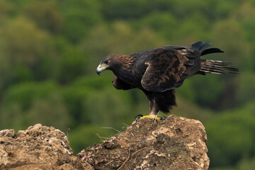águila real posada sobre una piedra con el bosque de pinos al fondo (Aquila chrysaetos)