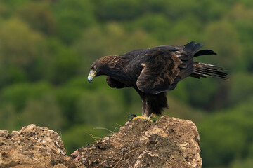 águila real sobre una gran roca en el bosque de Córdoba (Aquila chrysaetos) Adamuz Córdoba Andalucía España	