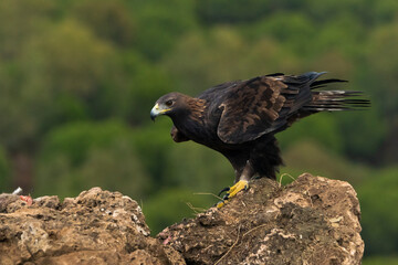 águila real en un posadero de rocas con un pinar al fondo (Aquila chrysaetos) Adamuz Córdoba Andalucía España	
