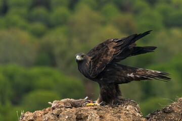 águila real en su posadero con un conejo y las alas abiertas (Aquila chrysaetos) Adamuz Córdoba Andalucía España	