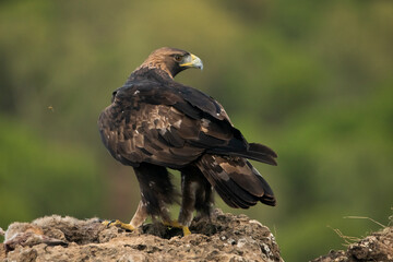 águila real posada sobre una gran piedra de espaldas y mirando de lado (Aquila chrysaetos)