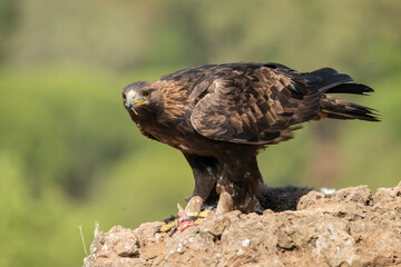 águila real  (Aquila chrysaetos)