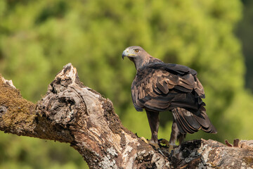 águila real  (Aquila chrysaetos)