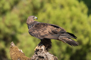 águila real en su posadero de perfil mirando hacia atrás (Aquila chrysaetos) Adamuz Córdoba Andalucía España	