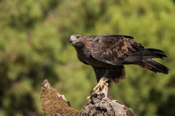 águila real posada en un tronco viejo con musgo (Aquila chrysaetos) Adamuz Córdoba Andalucía España	