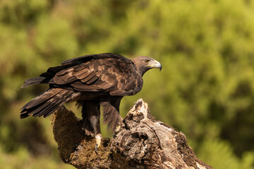 águila real posada en un viejo tronco con musgo en el bosque cordobés (Aquila chrysaetos) Adamuz Córdoba Andalucía España	