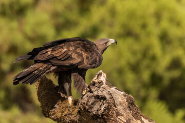 águila real posada de perfil en un tronco con musgo (Aquila chrysaetos) Adamuz Córdoba Andalucía España	