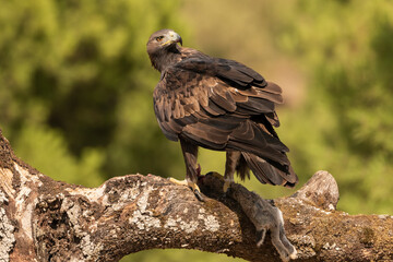 Águila real con un conejo como presa en el posadero (Aquila chrysaetos)