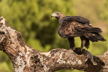 Águila real con su presa de conejo en el posadero (Aquila chrysaetos)