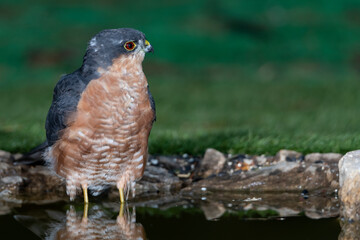 gavilán común bañándose en el estanque del bosque (Accipiter nisus)​​ Ojén Málaga Andalucía España