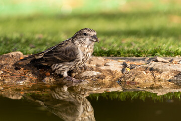 piquituerto joven en el estanque (Loxia curvirostra) Ojén Andalucía España