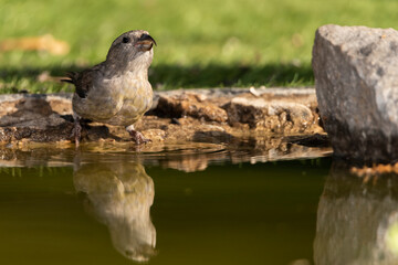 piquituerto joven en el estanque (Loxia curvirostra) Ojén Andalucía España