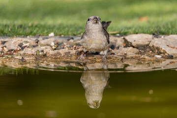 piquituerto joven en el estanque (Loxia curvirostra)