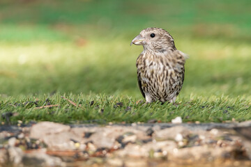 piquituerto joven en el estanque (Loxia curvirostra) Ojén Andalucía España 