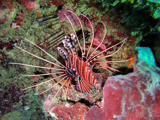 Red Lionfish (Pterois Volitans) in the filipino sea April 30, 2009