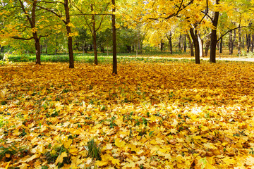 Yellow fallen maple leaves on the ground in the park on a sunny day. Golden autumn. Beautiful landscape.