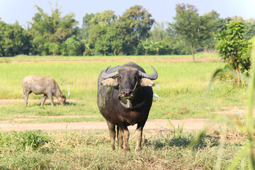 Naklejka na ściany i meble buffalo eating grass on field
