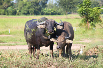 buffalo eating grass on field