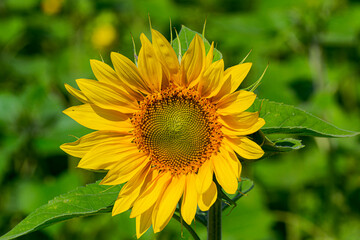 The sunflower is an amazing flower that always looks towards the sun.