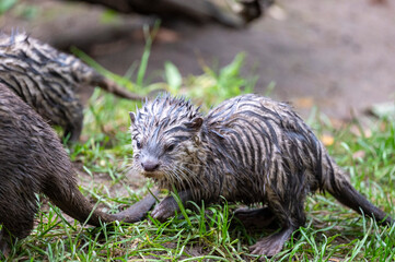 Otter Nachwuchs