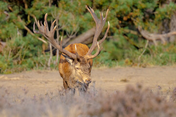 Male red deer stag, cervus elaphus, rutting