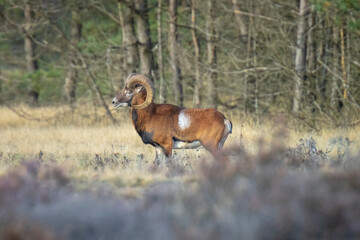 Mouflon (Ovis gmelini) in a forest