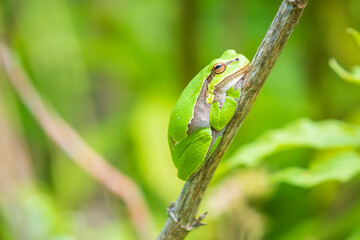 Closeup of a small European tree frog (Hyla arborea or Rana arborea) heating up in the sun.