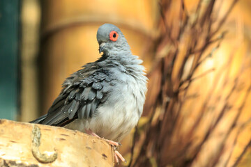 Diamond dove, Geopelia cuneata, perched