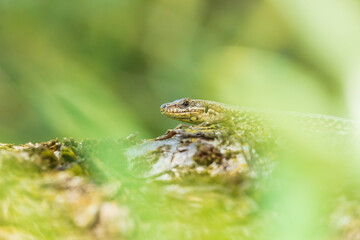 Podarcis muralis, common European wall lizard, resting in sunlight