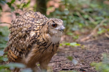 Indian eagle-owl, the rock eagle-owl or Bengal eagle-owl, Bubo bengalensis, eating