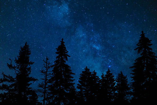 Blue Night Sky Stars And Milky Way Towering Pine Trees