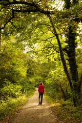 Colorful autumnal forest with the sun shining in. A caucasian woman is walking on a path. Germany, Baden-Wurttemberg.