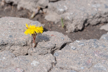 a flower grows from under the asphalt