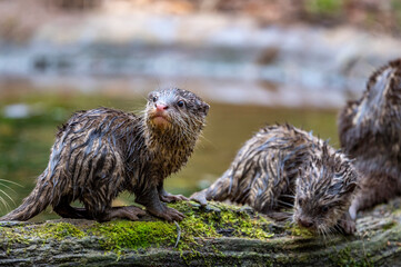 Otter Nachwuchs