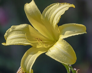 Gelbe Bl&uuml;te im Sommer