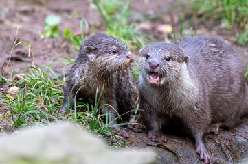 Otter Nachwuchs